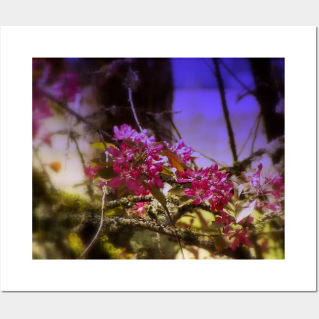 red Malus 'Radiant'  crab apple blossoms #1 Wall Art by DlmtleArt